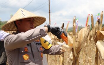 Polres Lombok Barat Gelar Panen Raya Jagung Kuartal III, Dorong Swasembada Pangan Nasional