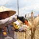 Polres Lombok Barat Gelar Panen Raya Jagung Kuartal III, Dorong Swasembada Pangan Nasional