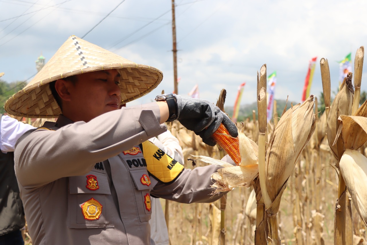 Polres Lombok Barat Gelar Panen Raya Jagung Kuartal III, Dorong Swasembada Pangan Nasional
