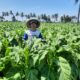 Petani Tembakau Lombok Timur Menuntut Kehadiran Pemerintah: Harga Anjlok, Modal Membengkak