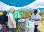 Bulog NTB Pastikan Stok Beras Aman Pasca Penetapan HET Baru Rp14.900 per Kg