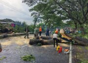 Cuaca Ekstrem Terjang Lombok Barat, Pohon Tumbang dan Rumah Warga Rusak Tertimpa Angin Kencang