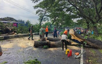 Cuaca Ekstrem Terjang Lombok Barat, Pohon Tumbang dan Rumah Warga Rusak Tertimpa Angin Kencang