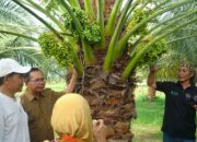 ROSSI Mandalika dan Kurma Sacha Inchi Masuk Penilaian IGA 2025