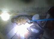 Mencekam! Ular Piton 2,5 Meter Masuk Rumah Warga di Lombok Barat