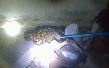 Mencekam! Ular Piton 2,5 Meter Masuk Rumah Warga di Lombok Barat