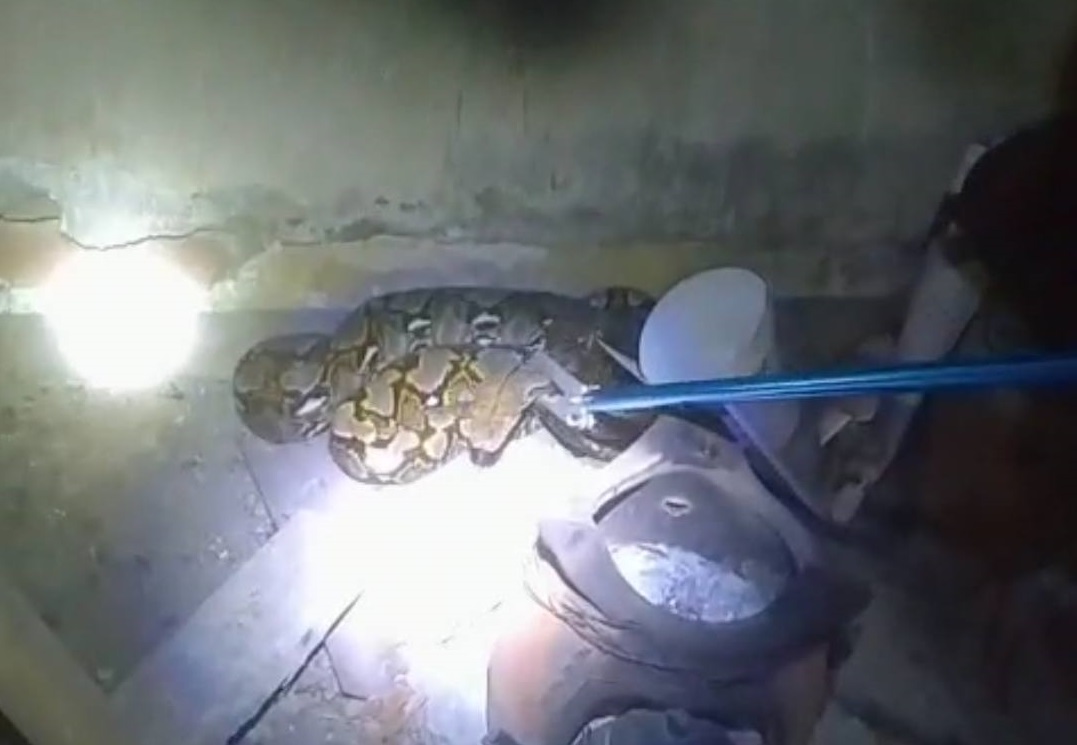 Mencekam! Ular Piton 2,5 Meter Masuk Rumah Warga di Lombok Barat