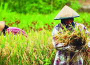 NTP NTB November 2025 Naik Jadi 128,37, Daya Beli Petani Menguat di Semua Subsektor