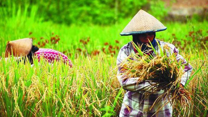 NTP NTB November 2025 Naik Jadi 128,37, Daya Beli Petani Menguat di Semua Subsektor