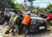Minibus Tertimpa Pohon Tuan  di Jalan Labuapi Lombok Barat