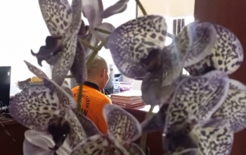 Ayah di Mataram Diduga Cabuli Anak Sendiri Selama16 Tahun