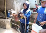 Biawak Besar Teror Permukiman Lombok Barat, Damkar Turun Tangan