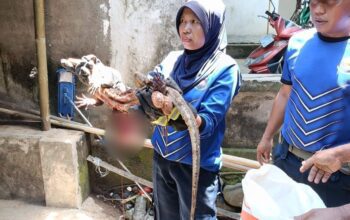 Biawak Besar Teror Permukiman Lombok Barat, Damkar Turun Tangan