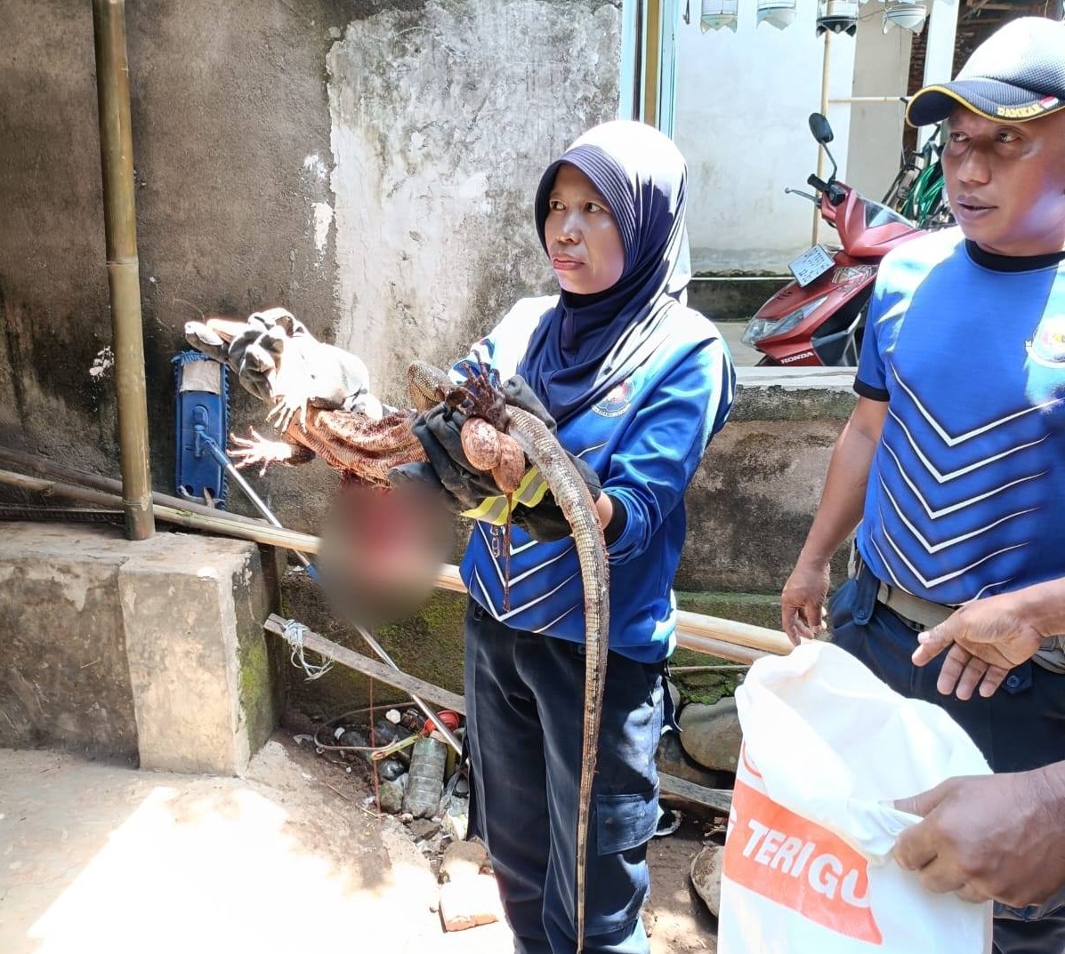 Biawak Besar Teror Permukiman Lombok Barat, Damkar Turun Tangan