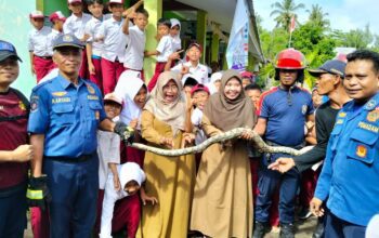 Panik di Sekolah! Ular Piton Besar Masuk SD di Lombok Barat