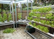 Hidroponik Jadi Solusi Bertani di Pekarangan Sempit Perkotaan