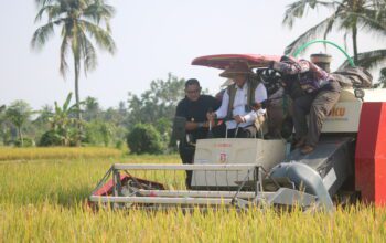 Panen Raya Perdana di NTB, BULOG Mulai Serapan 4 Juta Ton Gabah Nasional
