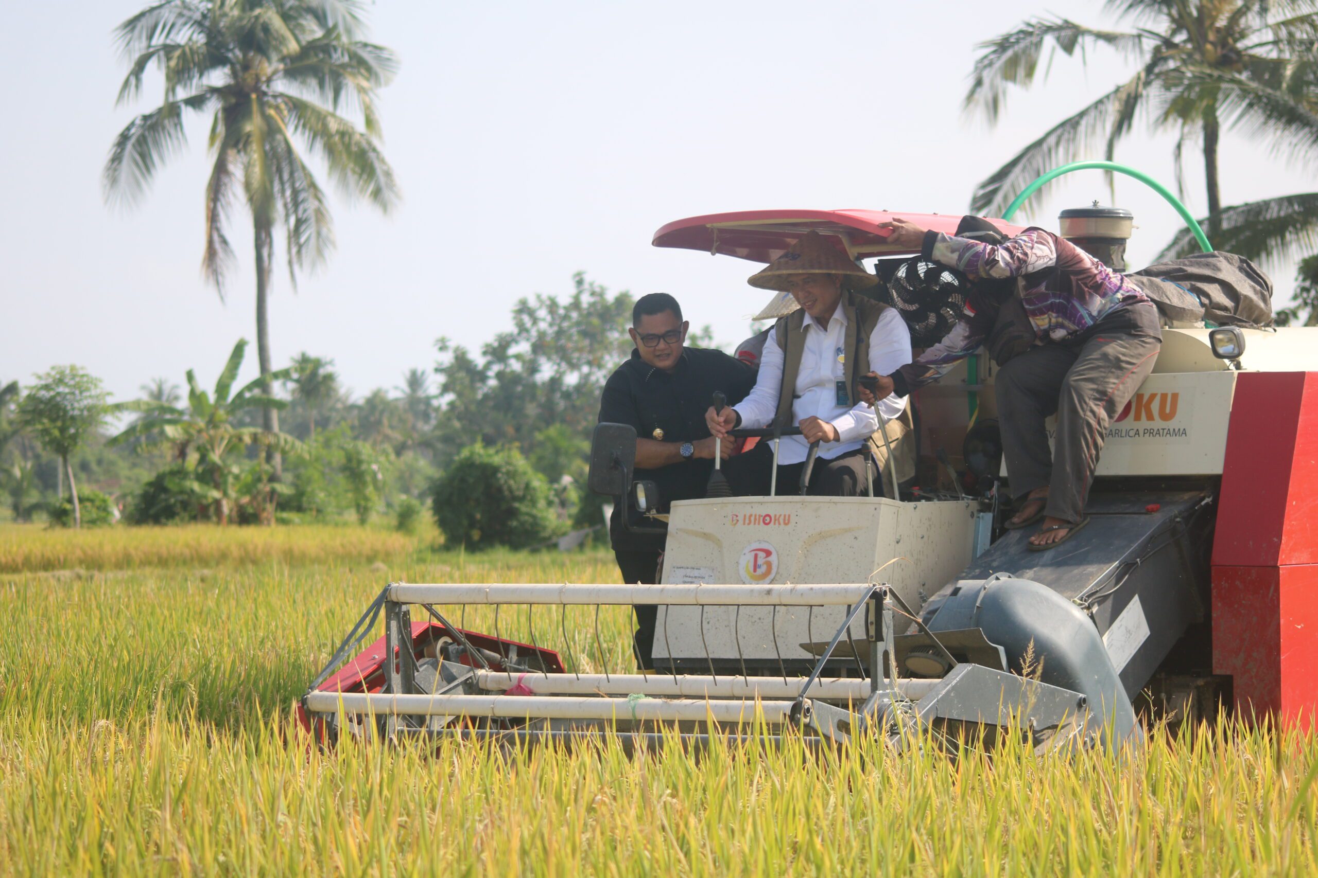 Panen Raya Perdana di NTB, BULOG Mulai Serapan 4 Juta Ton Gabah Nasional