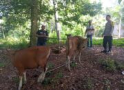 Tiga Sapi Ditemukan Terikat di Gunungsari, Polisi Pastikan Bukan Hasil Kejahatan