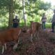 Tiga Sapi Ditemukan Terikat di Gunungsari, Polisi Pastikan Bukan Hasil Kejahatan
