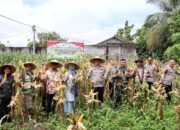 Sinergi Polri-TNI dan Petani, Kapolresta Mataram Pimpin Panen Jagung Nasional