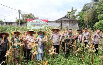 Sinergi Polri-TNI dan Petani, Kapolresta Mataram Pimpin Panen Jagung Nasional