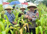 Polsek Narmada Panen Raya Jagung, Tancap Gas Dukung Swasembada Pangan 2026