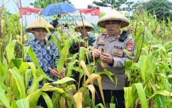 Polsek Narmada Panen Raya Jagung, Tancap Gas Dukung Swasembada Pangan 2026