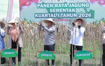 Panen Raya Jagung Serentak, Polda NTB Perkuat Ketahanan Pangan