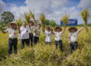 Dari Balik Lapas, Warga Binaan Lombok Barat Panen Padi dan Sayur 4 Ton