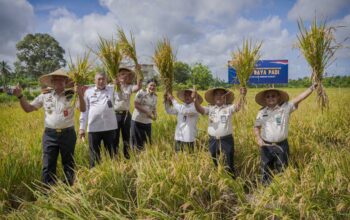 Dari Balik Lapas, Warga Binaan Lombok Barat Panen Padi dan Sayur 4 Ton