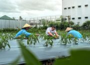 Di Tengah Cuaca Ekstrem, Lapas Lombok Barat Tetap Panen Cabai