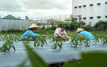 Di Tengah Cuaca Ekstrem, Lapas Lombok Barat Tetap Panen Cabai