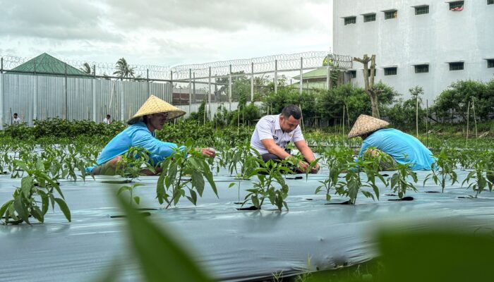 Di Tengah Cuaca Ekstrem, Lapas Lombok Barat Tetap Panen Cabai