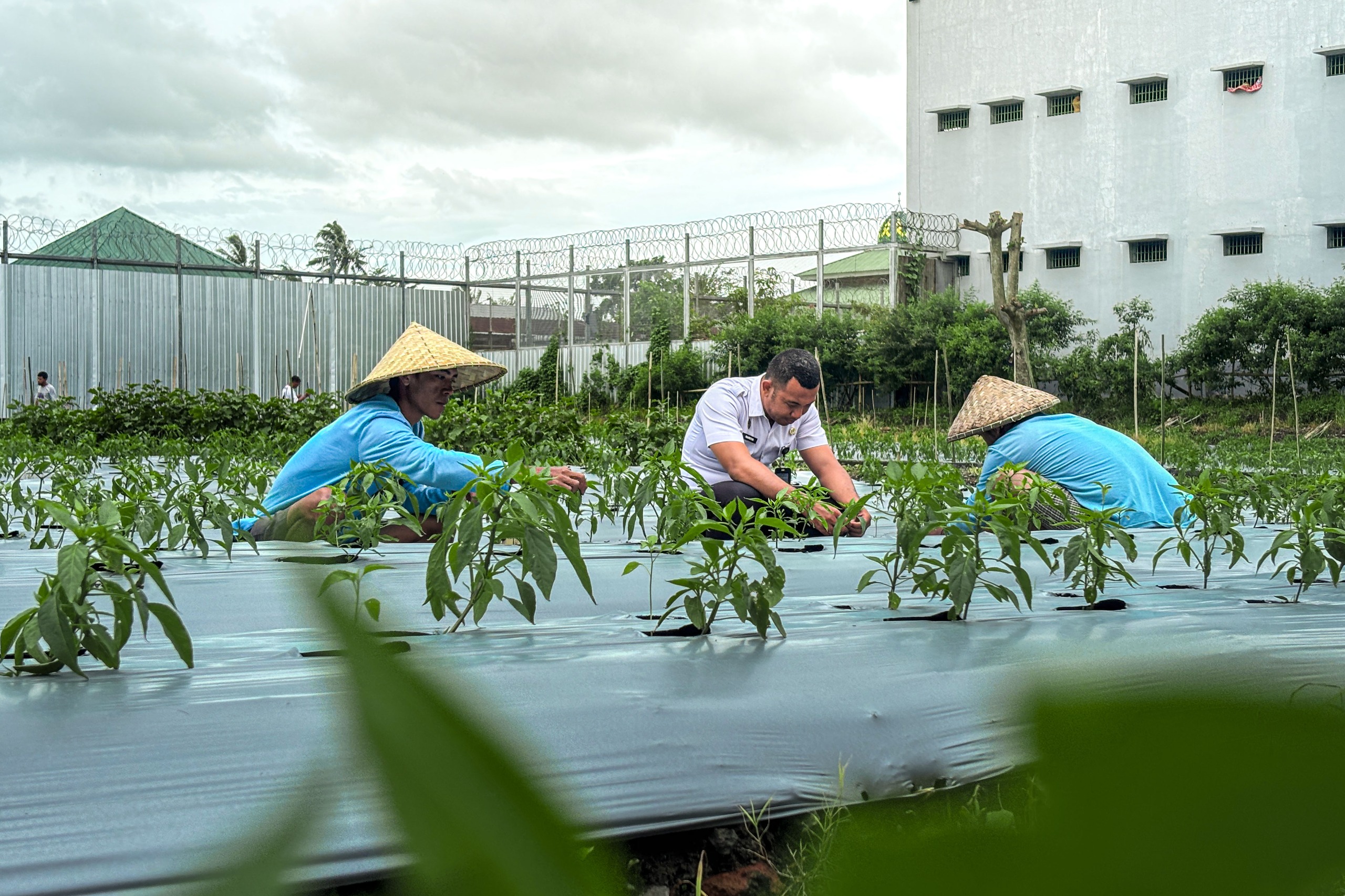 Di Tengah Cuaca Ekstrem, Lapas Lombok Barat Tetap Panen Cabai