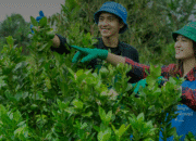 Tips Jadi Petani Milenial: Bertani Cerdas, Untung Maksimal