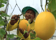 Dari Cabai ke Melon Premium, Petani Lombok Tengah Raup Cuan Belasan Juta per Panen