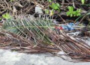 Geger Pantai Malaka: Mayat Perempuan Membengkak, Tangan Kiri Hilang