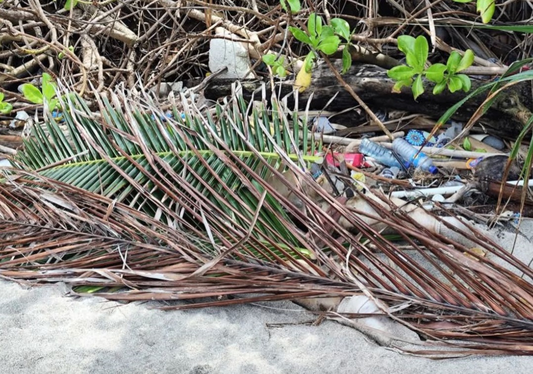 Geger Pantai Malaka: Mayat Perempuan Membengkak, Tangan Kiri Hilang