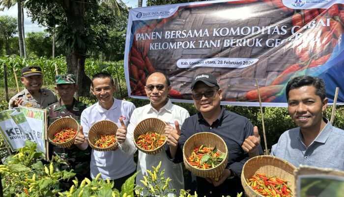 Tekan Lonjakan Harga Ramadan, BI NTB Hadiri Panen Cabai di Lombok Utara