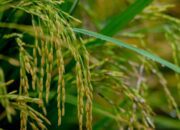 PS Catat Lonjakan Produksi Padi NTB 2025, Jagung Tertekan Faktor Cuaca