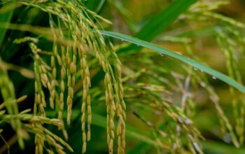 PS Catat Lonjakan Produksi Padi NTB 2025, Jagung Tertekan Faktor Cuaca