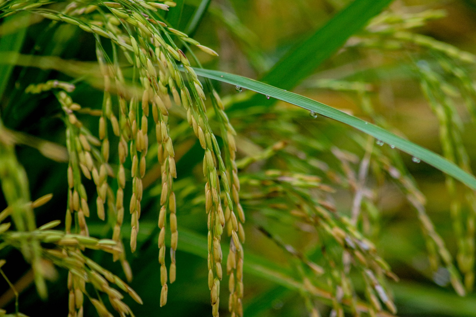 PS Catat Lonjakan Produksi Padi NTB 2025, Jagung Tertekan Faktor Cuaca
