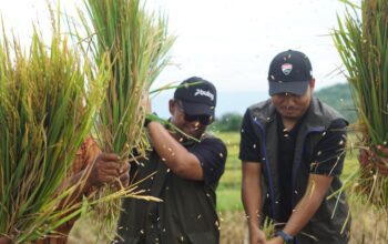 Stok Aman 154 Ribu Ton, Bulog NTB Optimistis Serapan Panen Raya Melejit