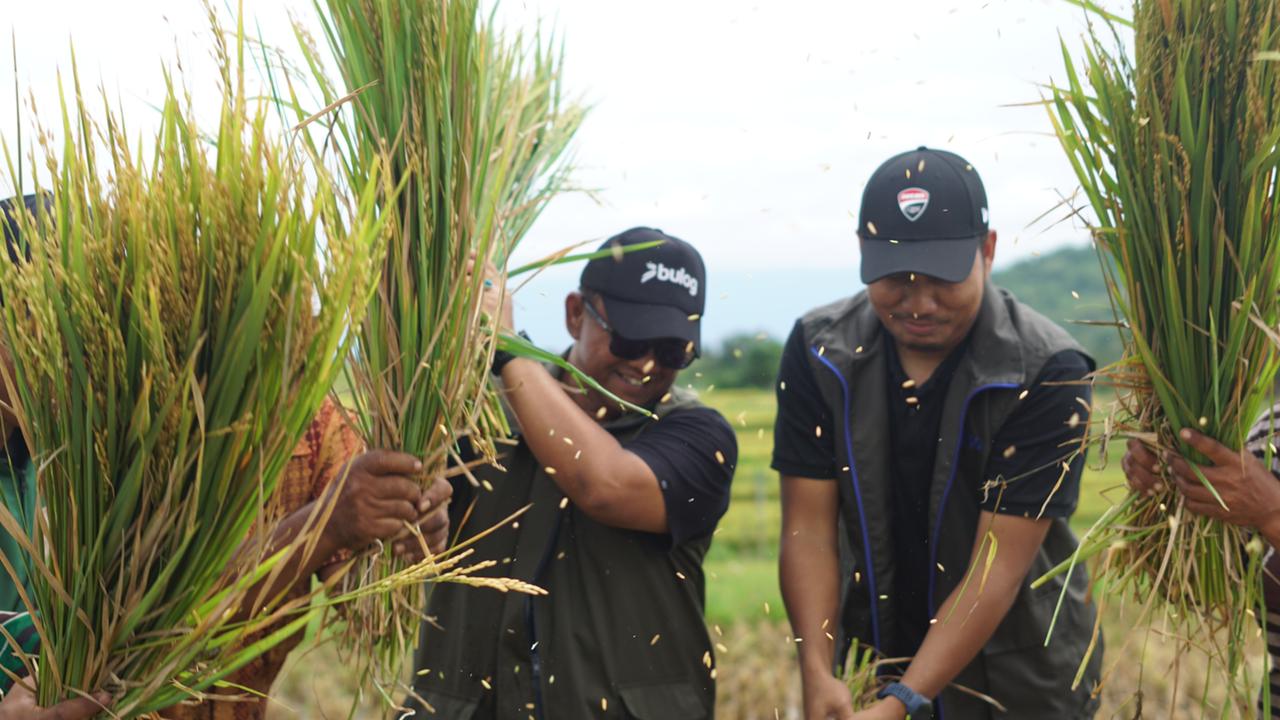 Stok Aman 154 Ribu Ton, Bulog NTB Optimistis Serapan Panen Raya Melejit