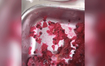 Heboh Video Ulat di Makanan Siswa SDN 1 Labulia, Ini Klarifikasi SPPG