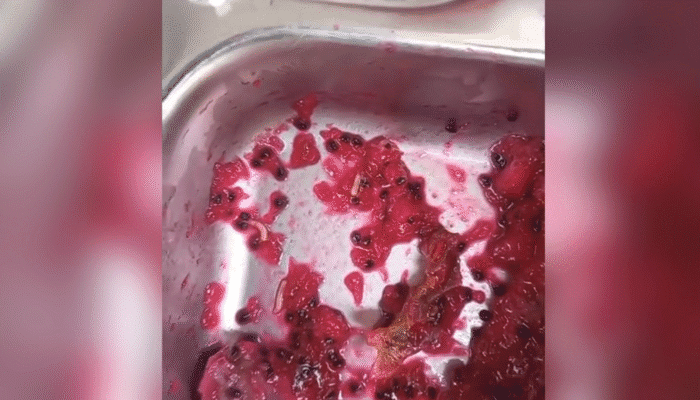 Heboh Video Ulat di Makanan Siswa SDN 1 Labulia, Ini Klarifikasi SPPG