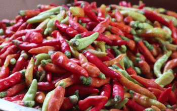 Jelang Ramadan, BI NTB Soroti Cabai Rawit dan Ayam sebagai Pemicu Inflasi