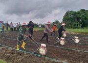 Polres Lombok Utara Tanam Jagung Serentak, Dukung Ketahanan Pangan Nasional