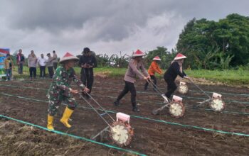 Polres Lombok Utara Tanam Jagung Serentak, Dukung Ketahanan Pangan Nasional